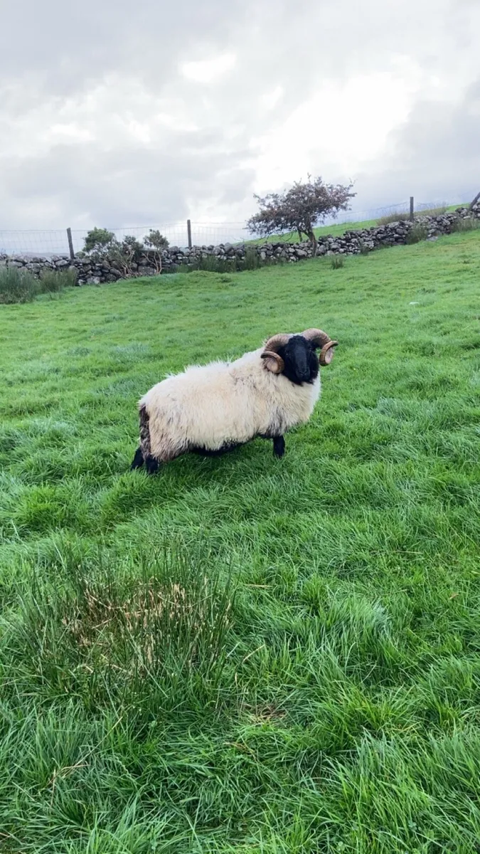 SIS blackface rams. Hoggets/lamb - Image 2