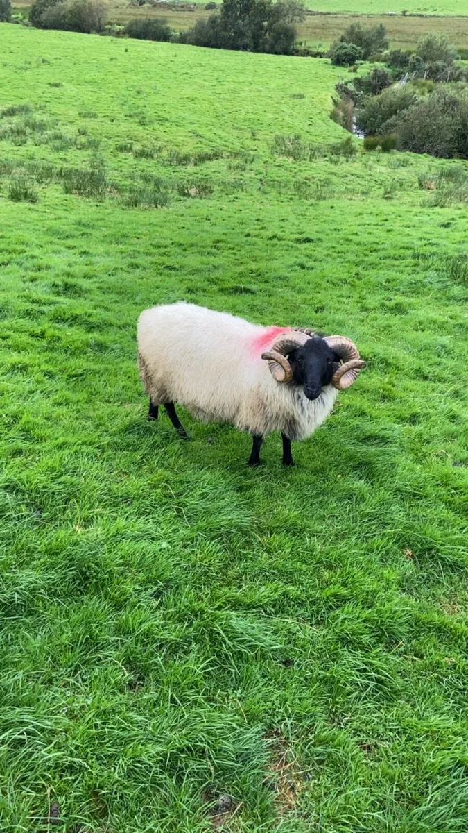 SIS blackface rams. Hoggets/lamb - Image 3