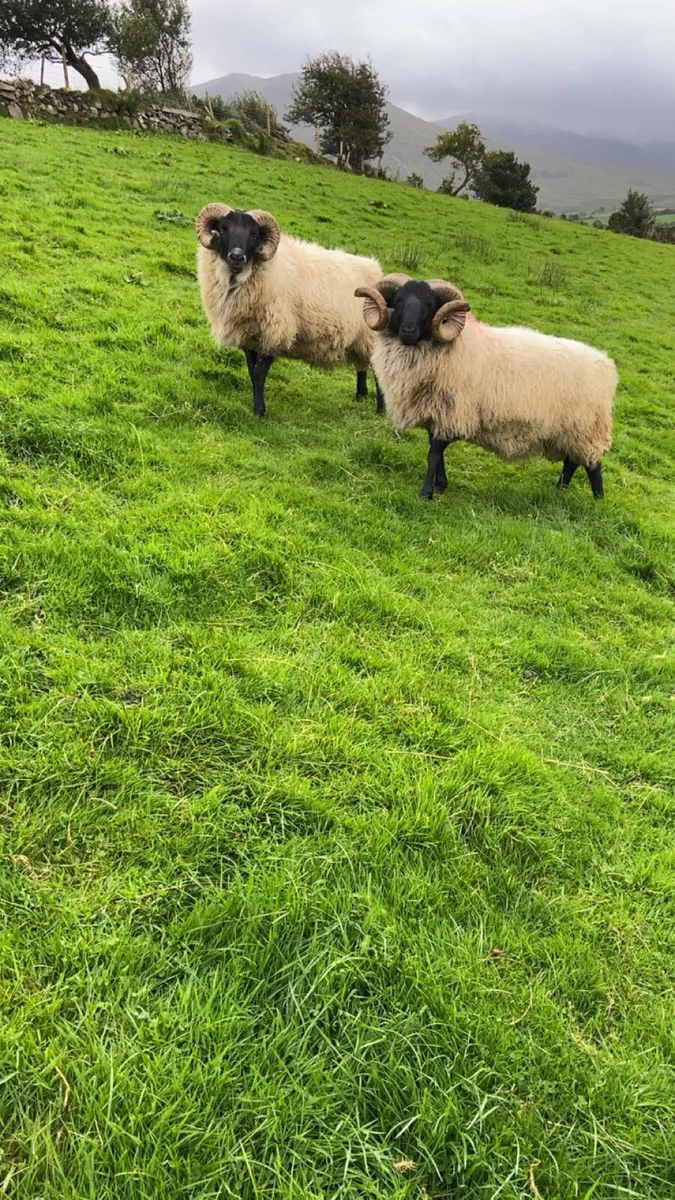 SIS blackface rams. Hoggets/lamb - Image 4