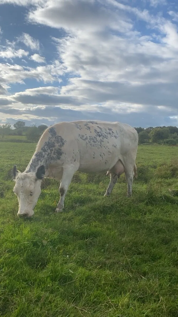 Foster cow - Image 1