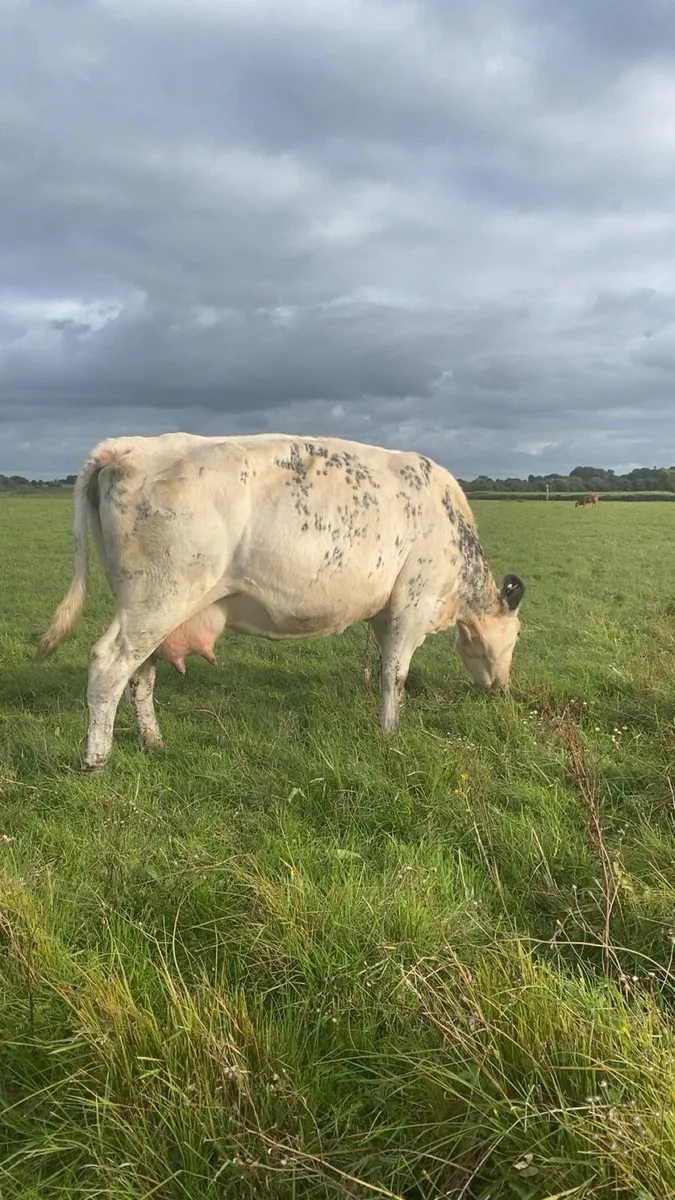 Foster cow - Image 2
