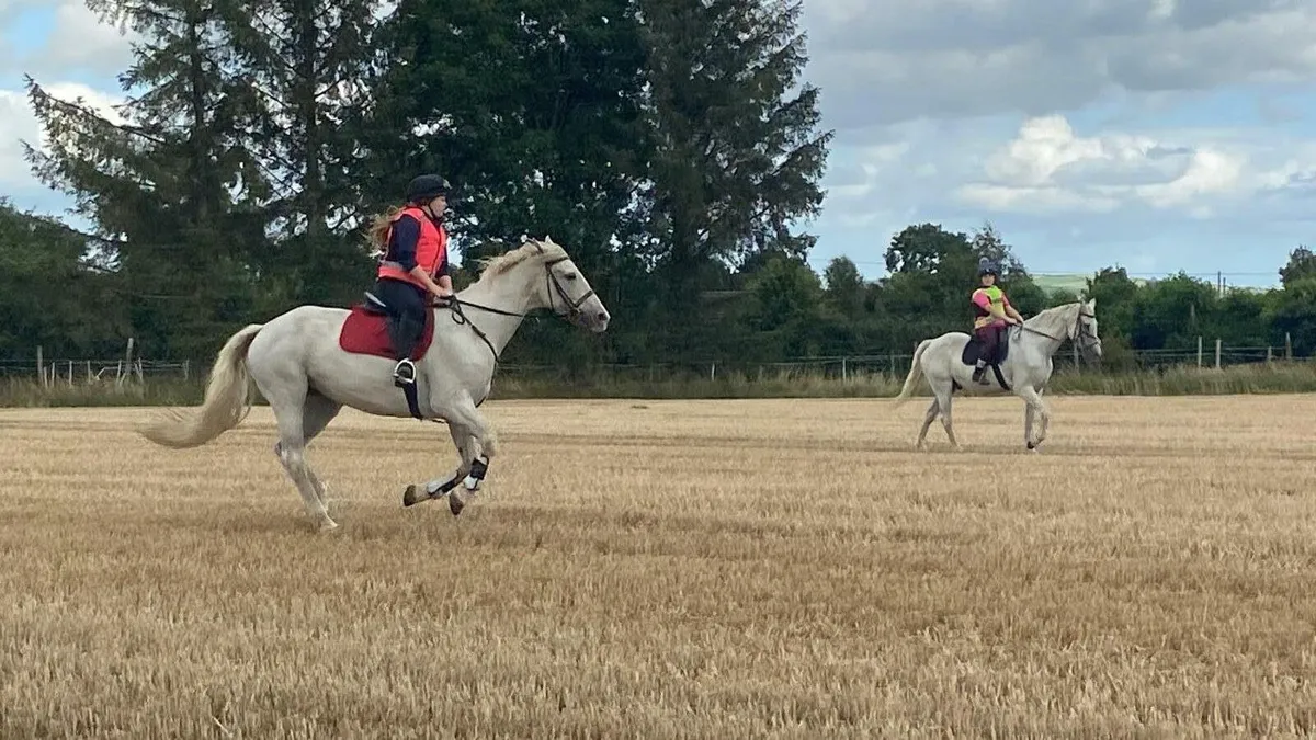 Class 1 ID mare - Image 3