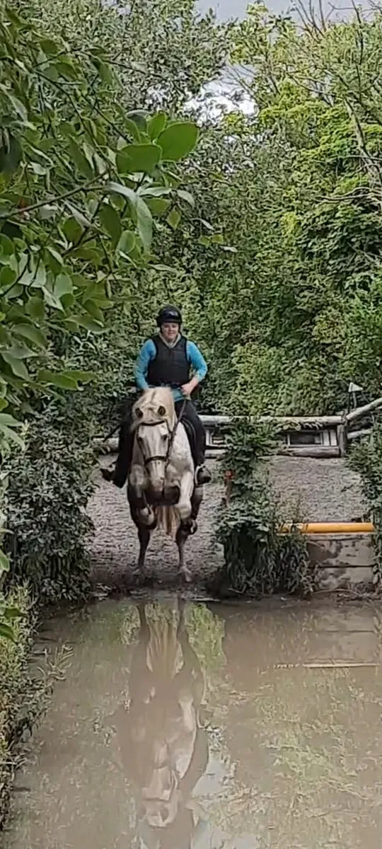 Class 1 ID mare - Image 1