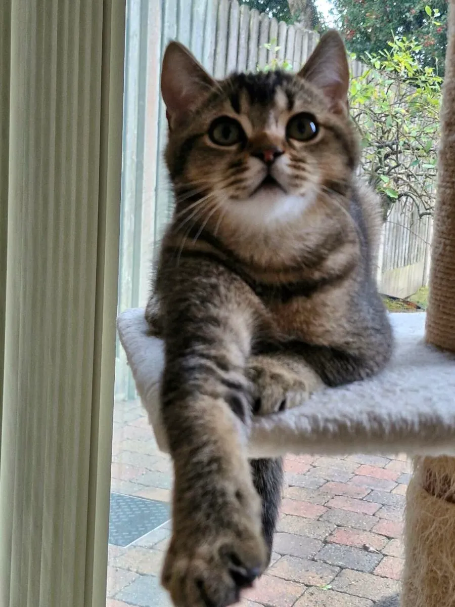 Genuine Golden Marble Purebred British Shorthair - Image 2