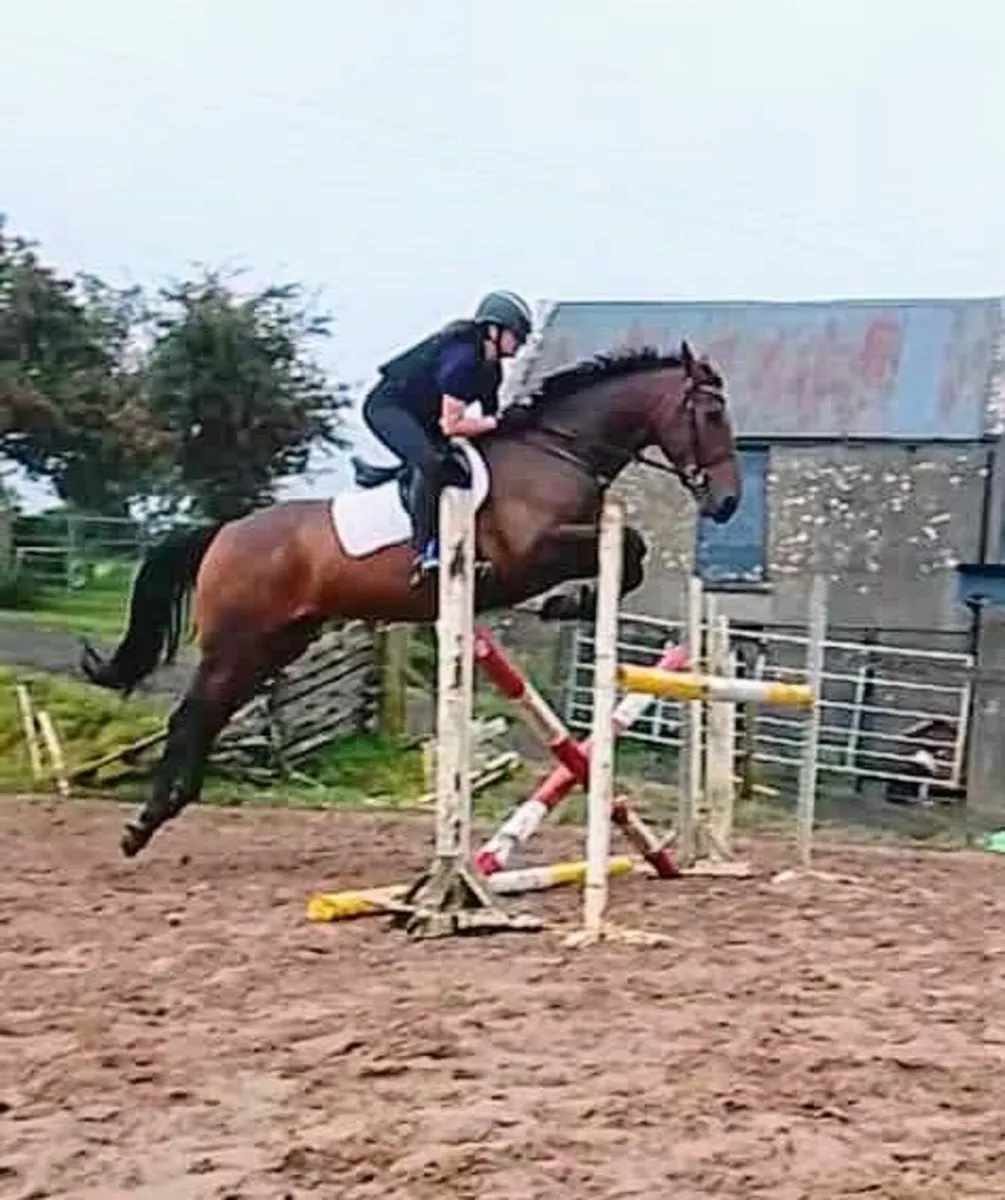 Hunter/jumper - Image 1