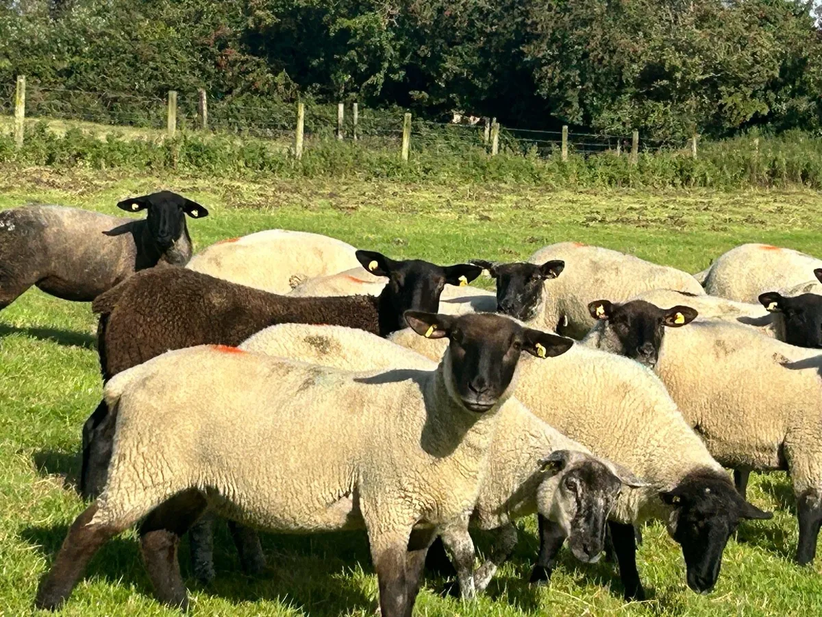 20 Suffolk X Breeding Hoggets - Image 1