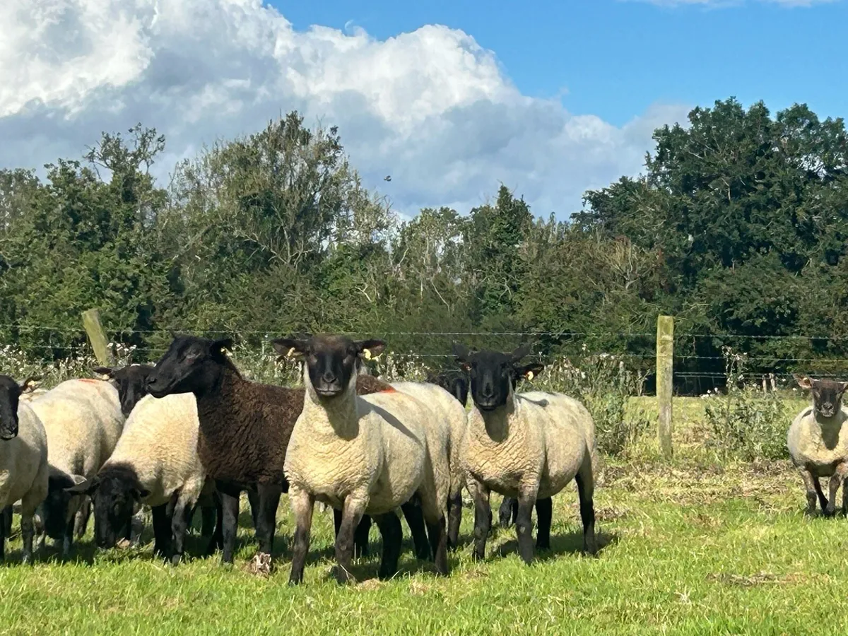 20 Suffolk X Breeding Hoggets - Image 2