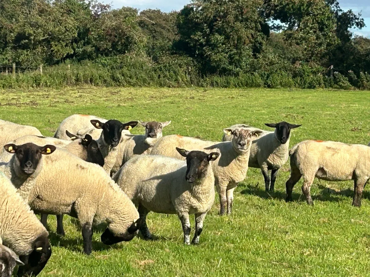 20 Suffolk X Breeding Hoggets - Image 3