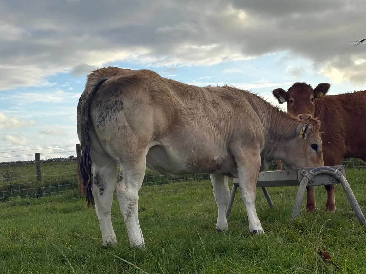 ⭐️Super Weanling Heifer⭐️ - Image 2
