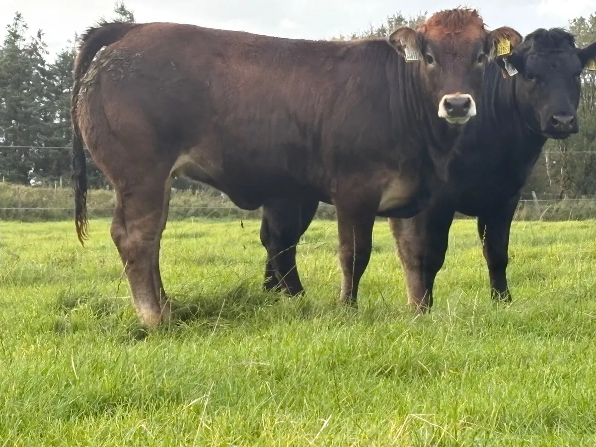 ⭐️Super Weanling Heifer⭐️ - Image 3