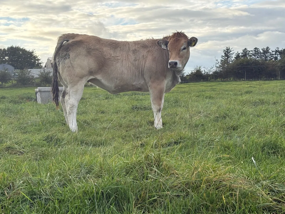 ⭐️Super Weanling Heifer⭐️ - Image 1