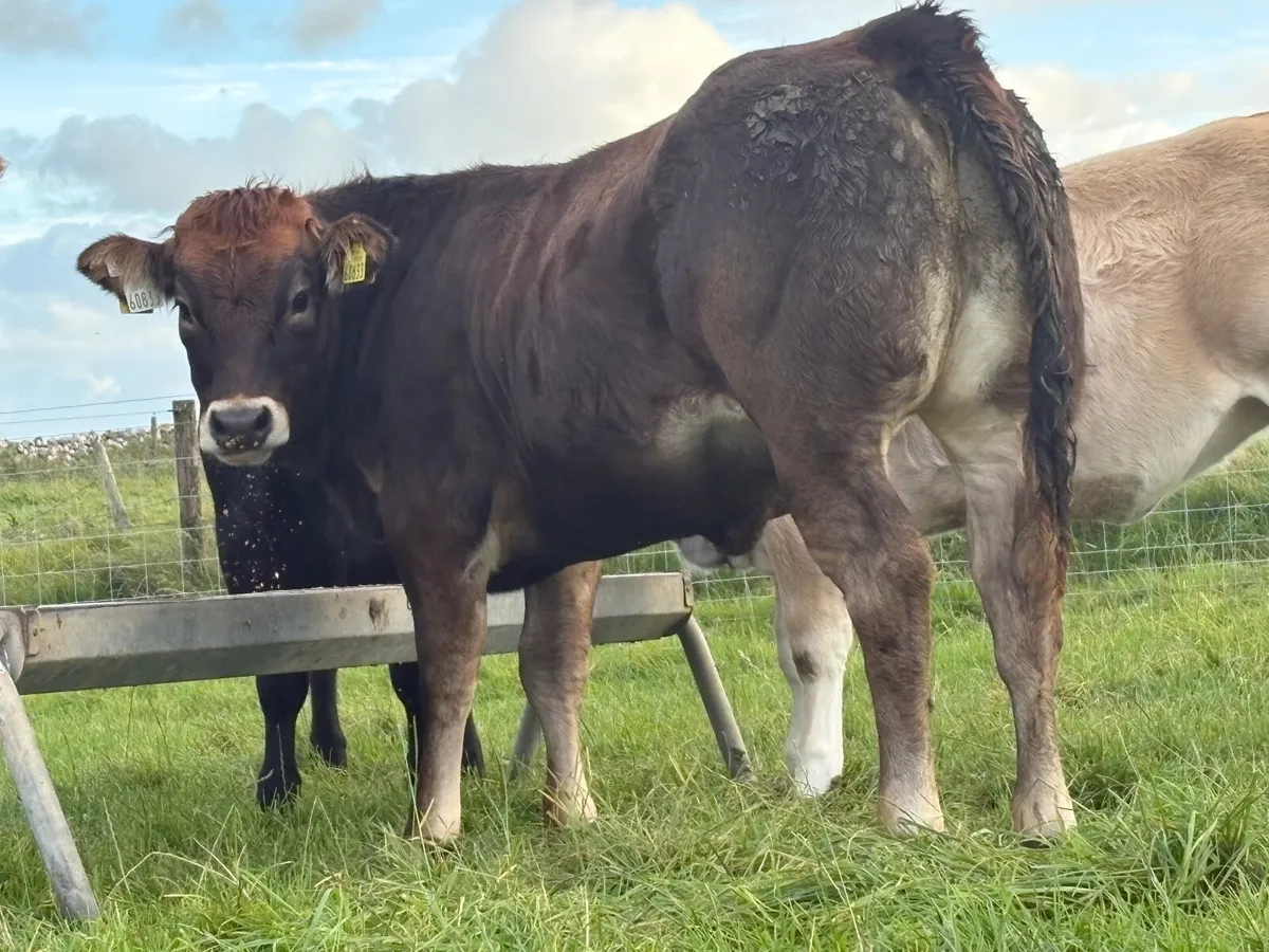 ⭐️Super Weanling Heifer⭐️ - Image 4