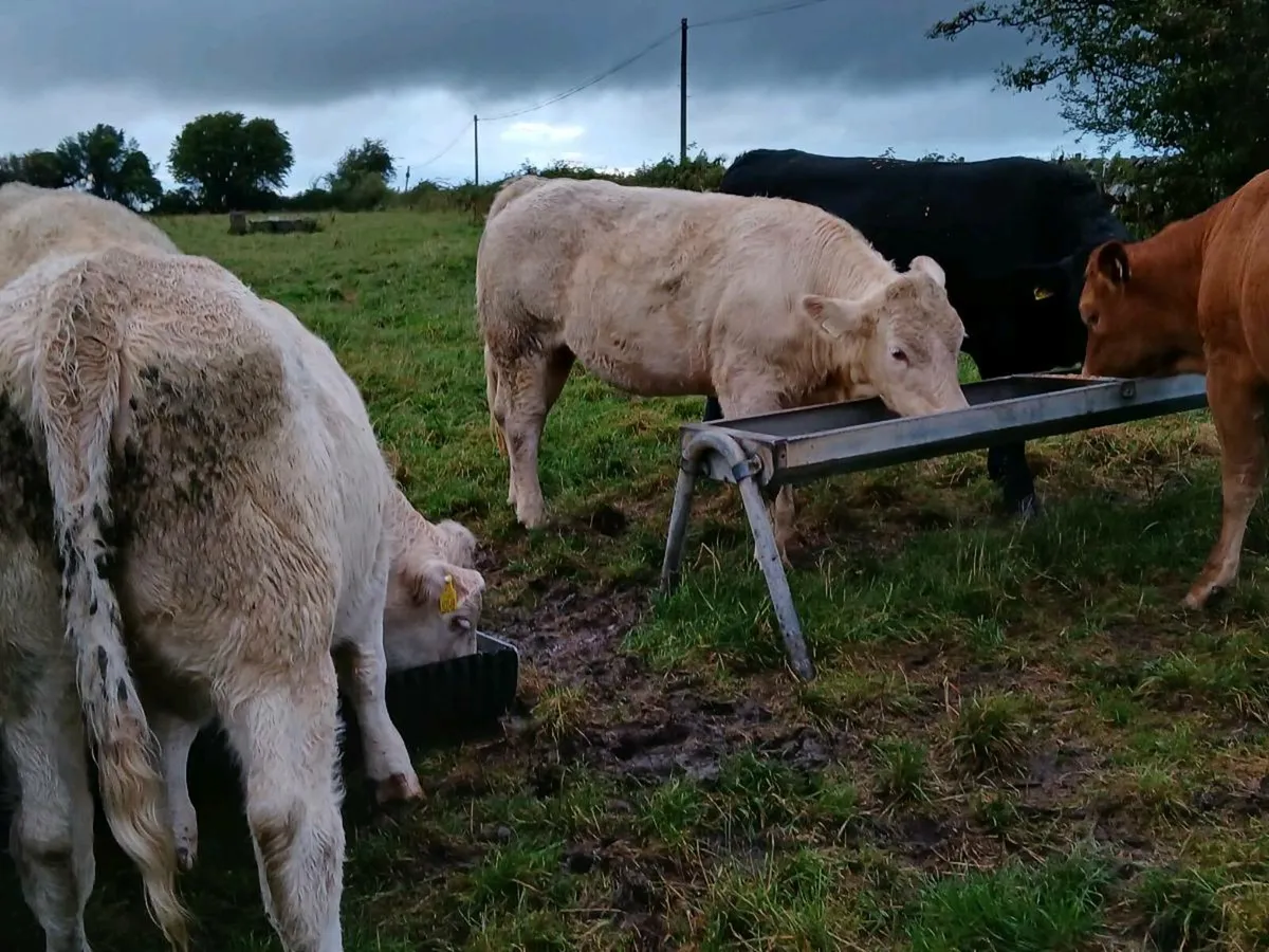 8 Super Stores Heifers - Image 2