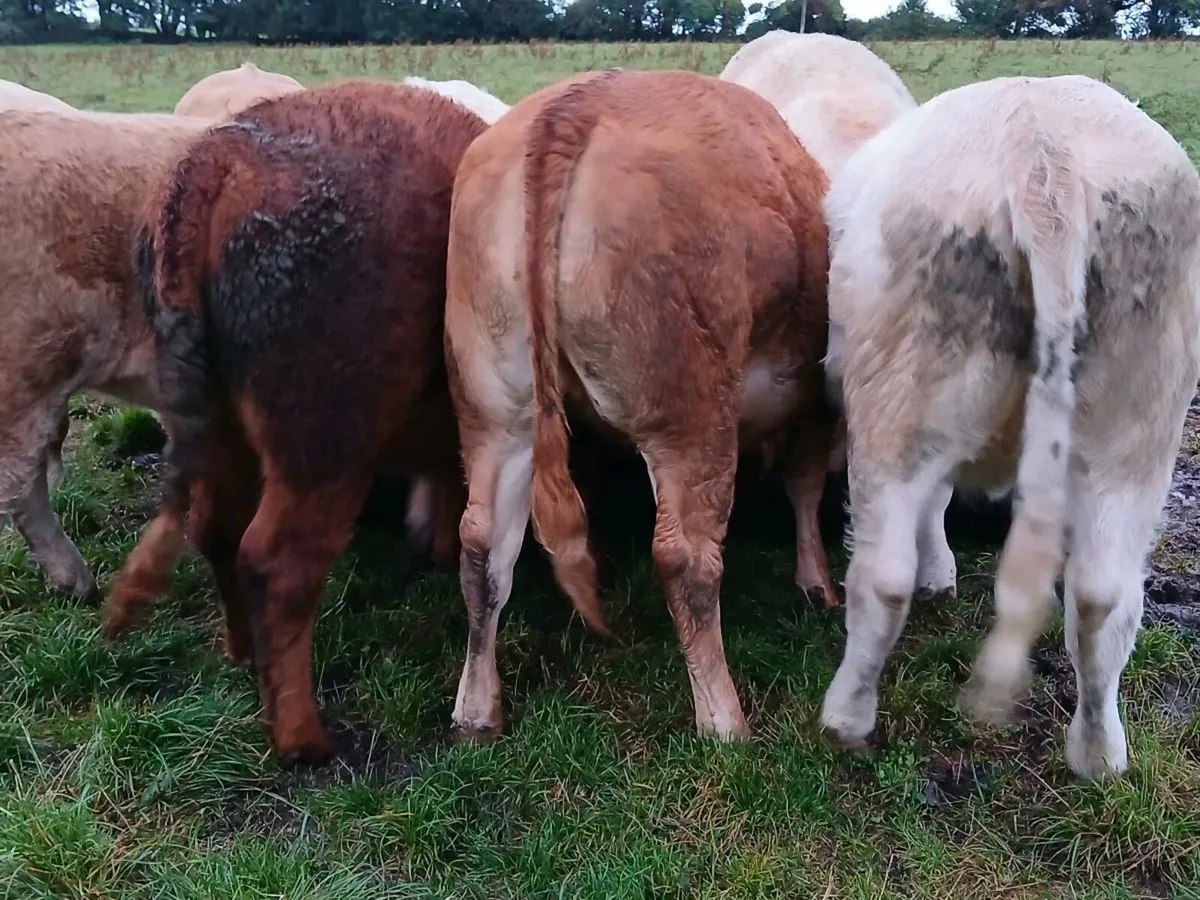 8 Super Stores Heifers - Image 3