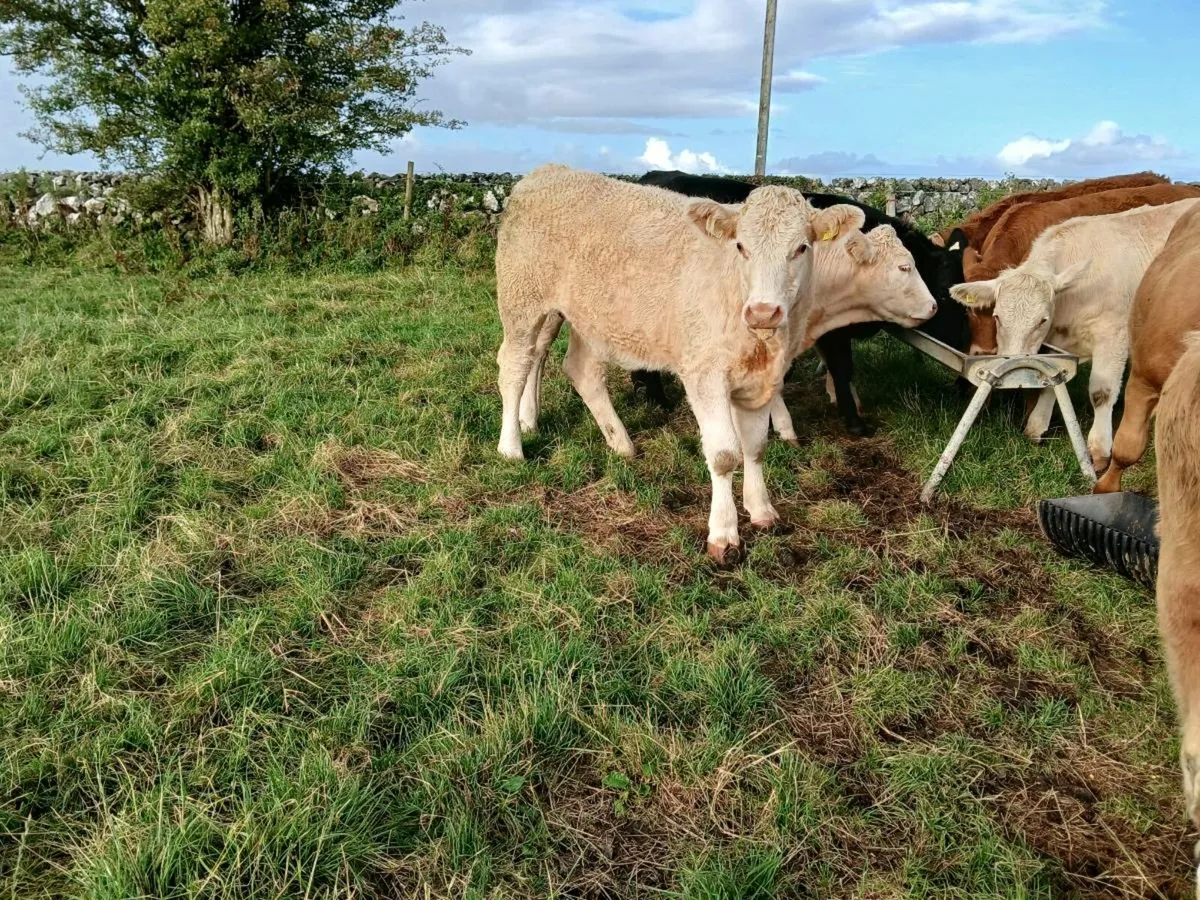 8 Super Stores Heifers - Image 4