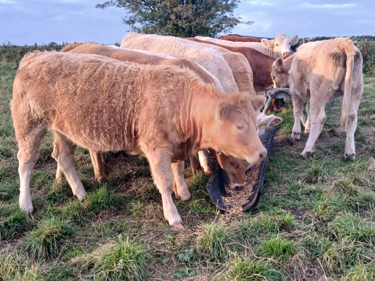 8 Super Stores Heifers - Image 1