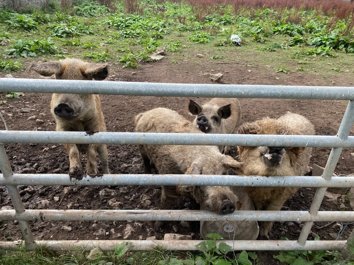 Mangalitsa Manga Mangalitza - Image 2