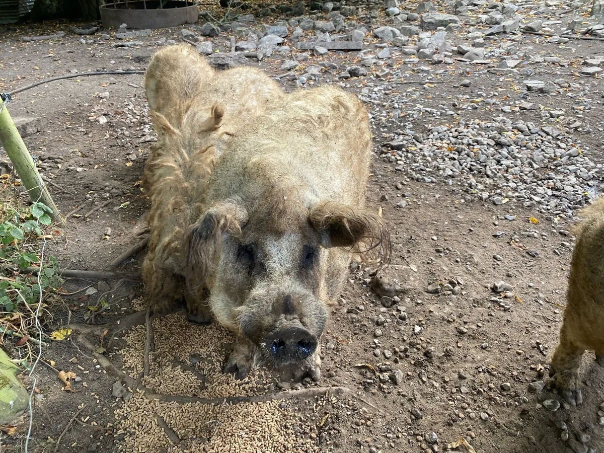 Mangalitsa Manga Mangalitza - Image 3