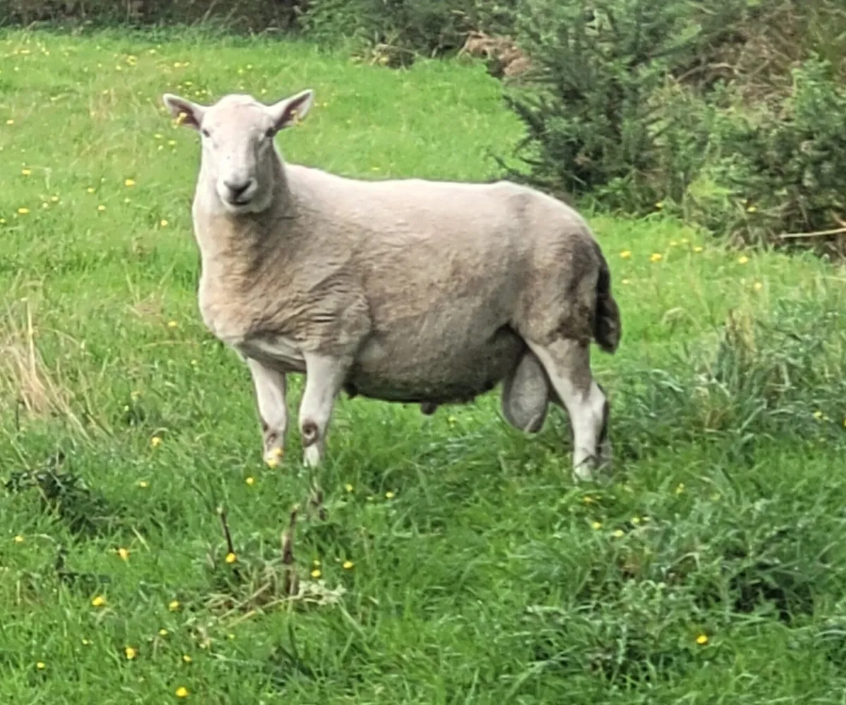 Cheviot Ram - Image 2