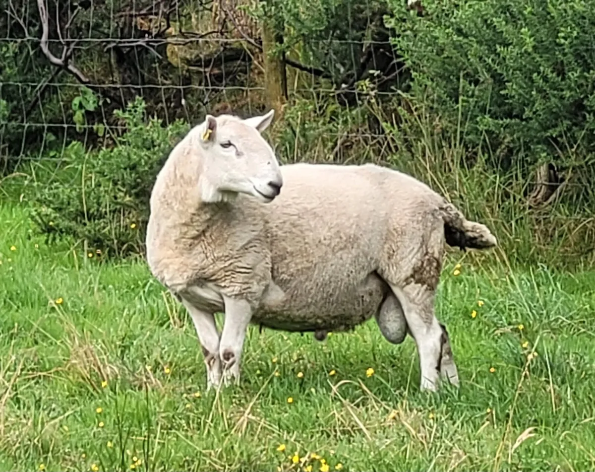 Cheviot Ram - Image 1