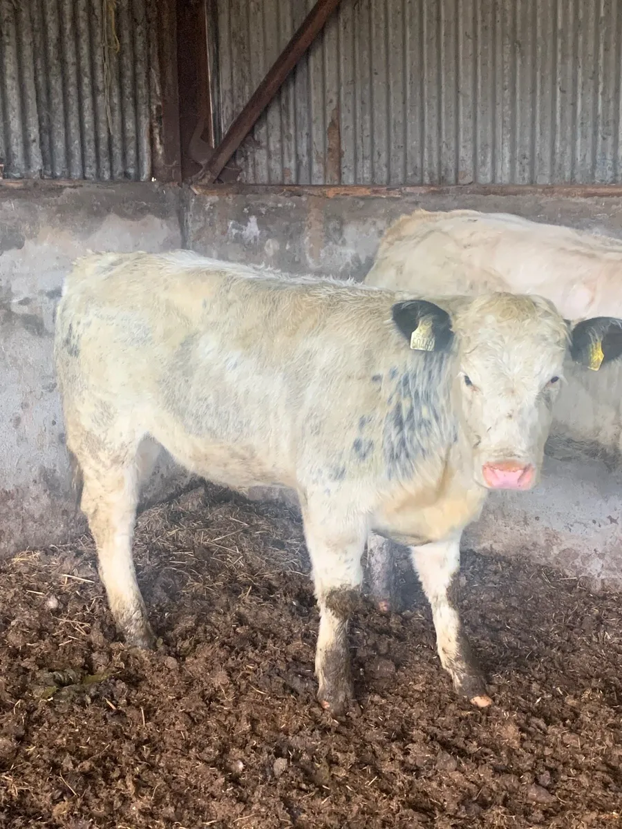 Super 4 ⭐️ genotyped BBX Heifer for sale - Image 4