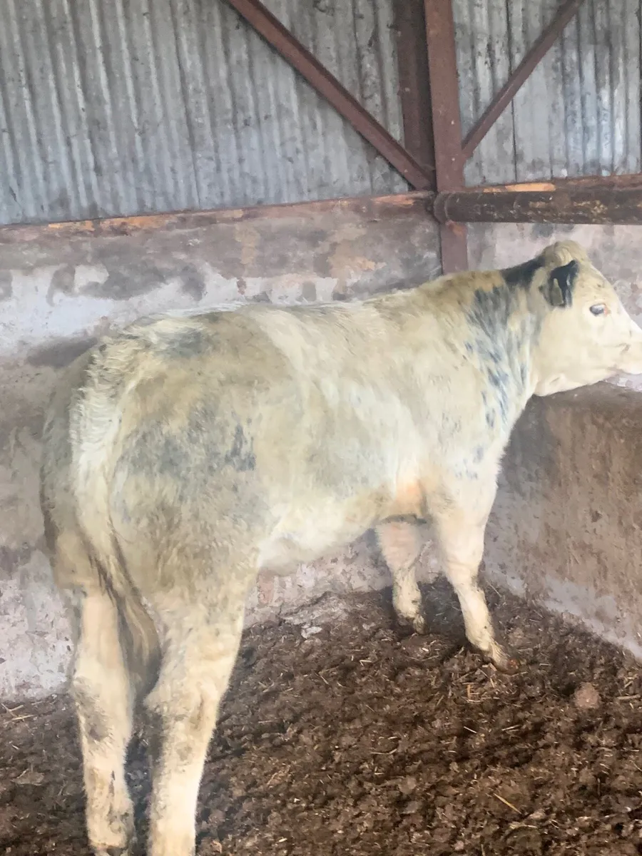 Super 4 ⭐️ genotyped BBX Heifer for sale - Image 3