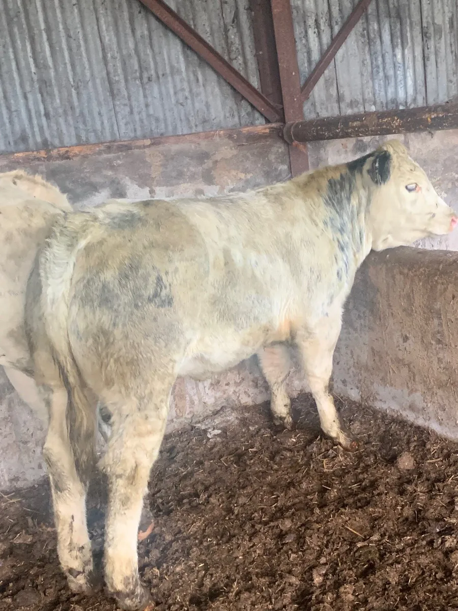 Super 4 ⭐️ genotyped BBX Heifer for sale - Image 1