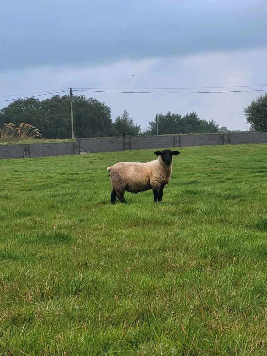 Ram lambs - Image 3