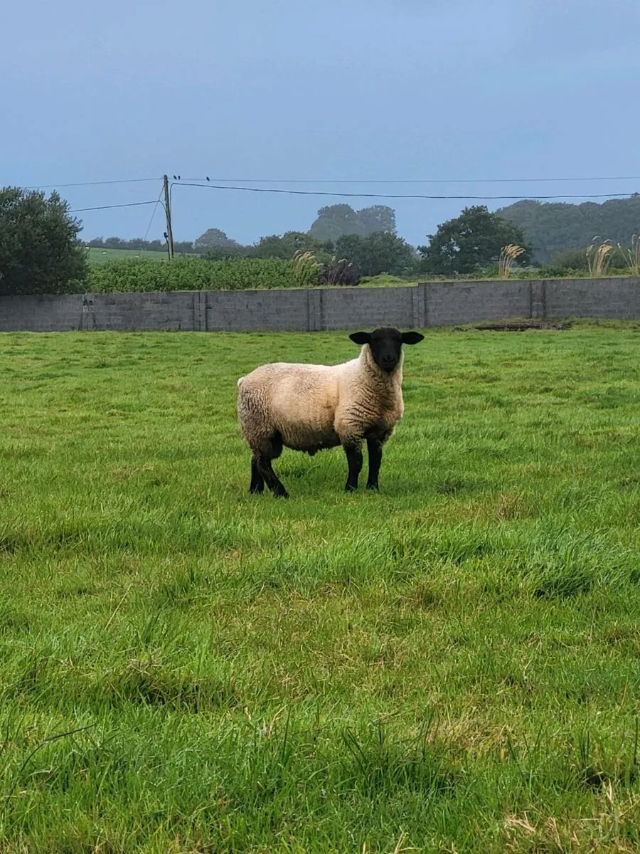 Ram lambs - Image 4