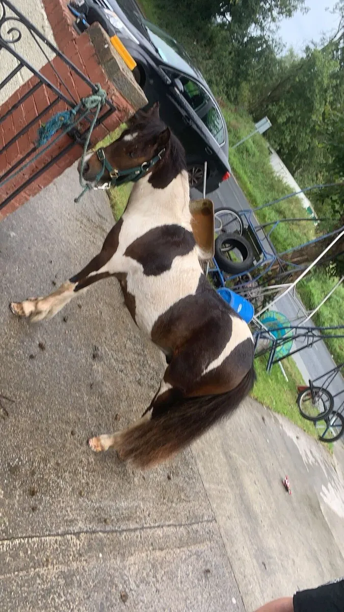 3 year old half breed pony - Image 1