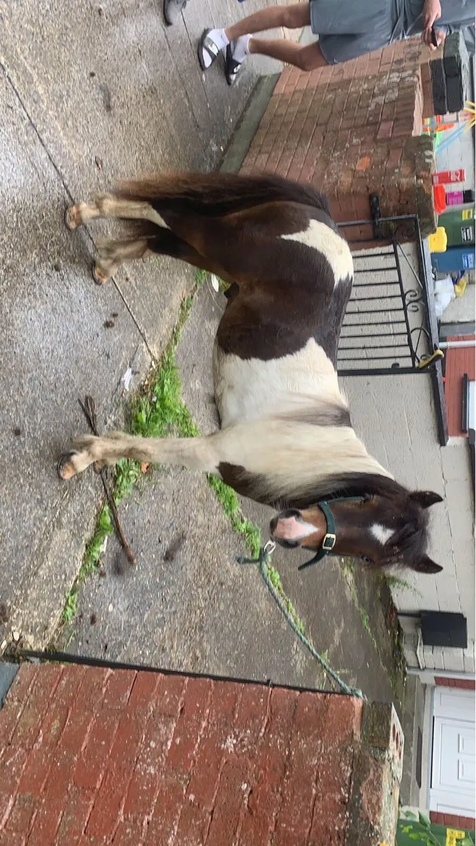 3 year old half breed pony - Image 2