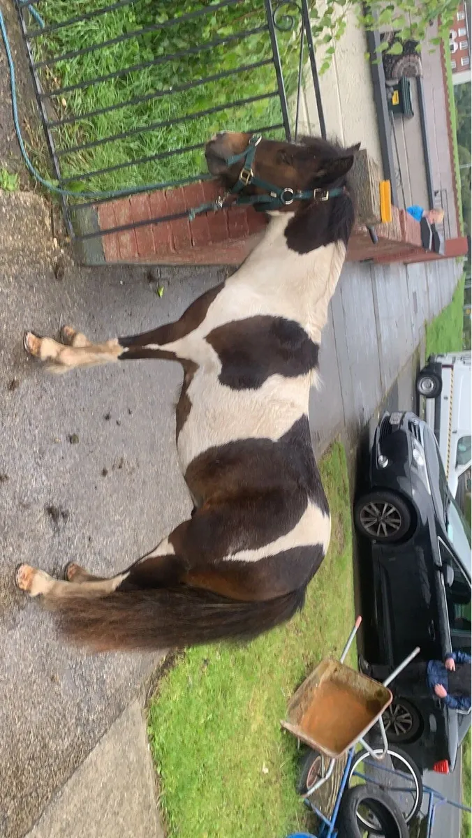 3 year old half breed pony - Image 3