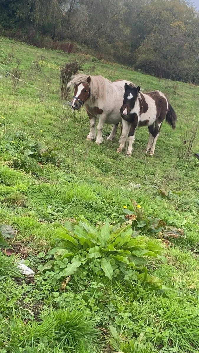 3 year old half breed pony - Image 4