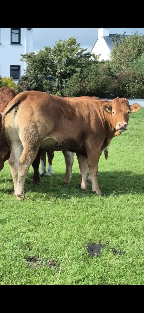 Breeding HEIFER - Image 1