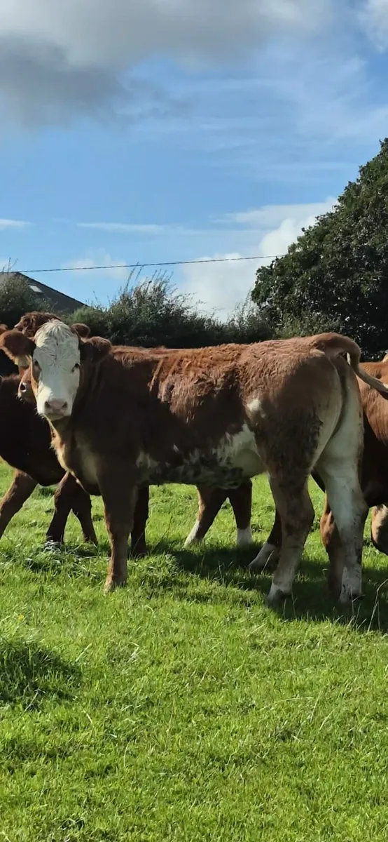 Breeding HEIFER - Image 2