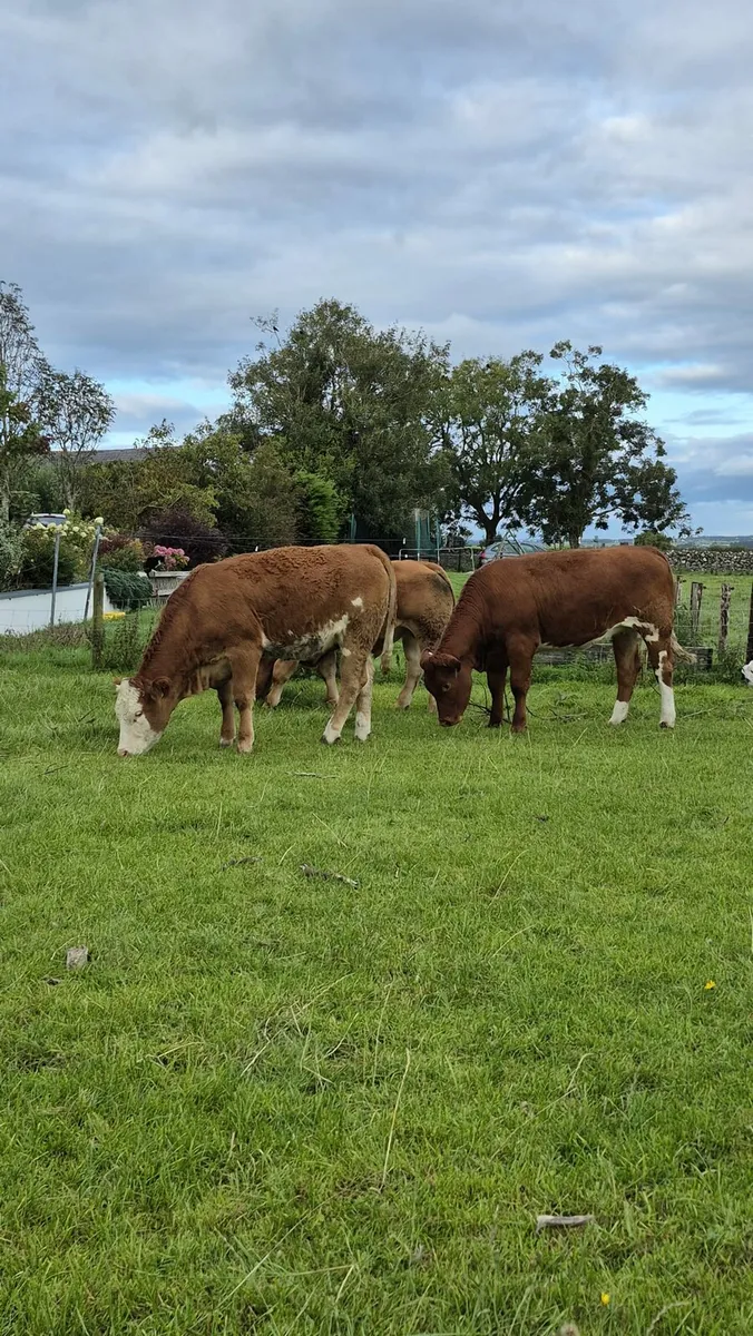Breeding HEIFER - Image 3