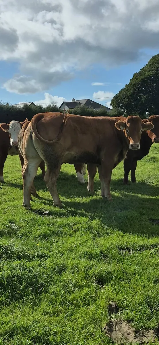 Breeding HEIFER - Image 4