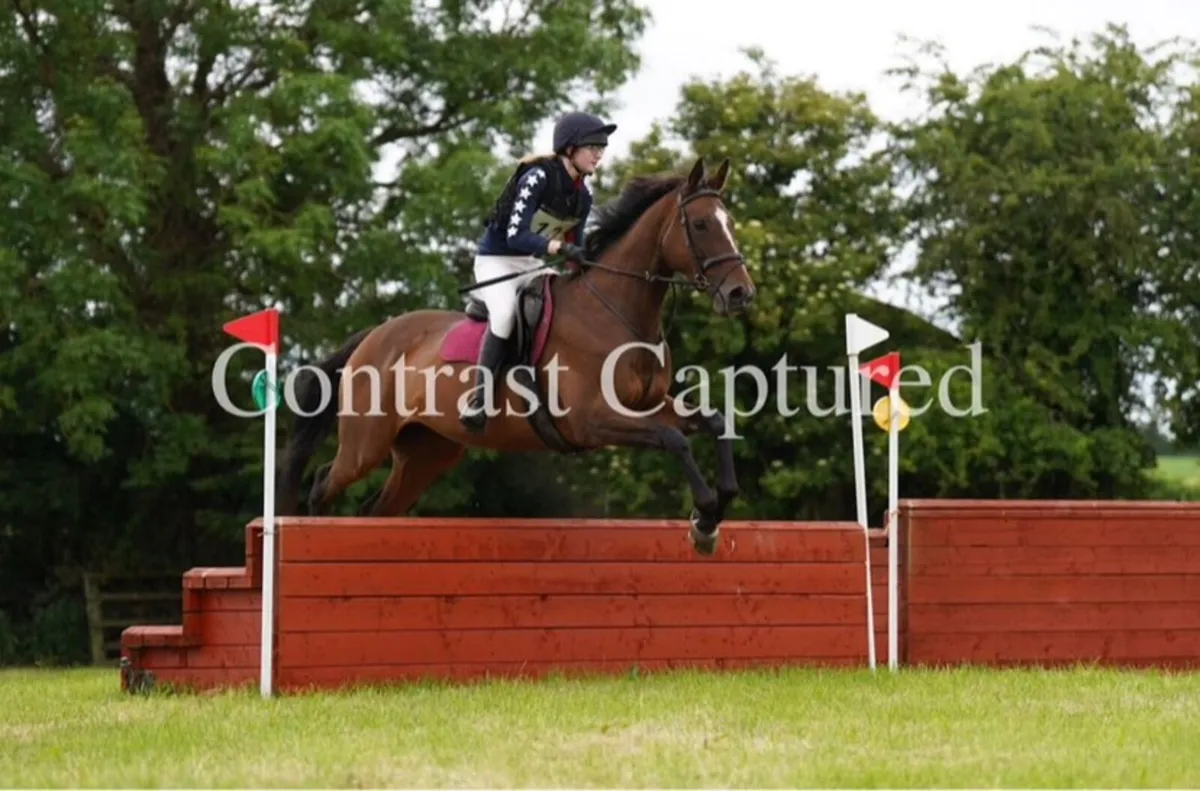 Horse - Image 1