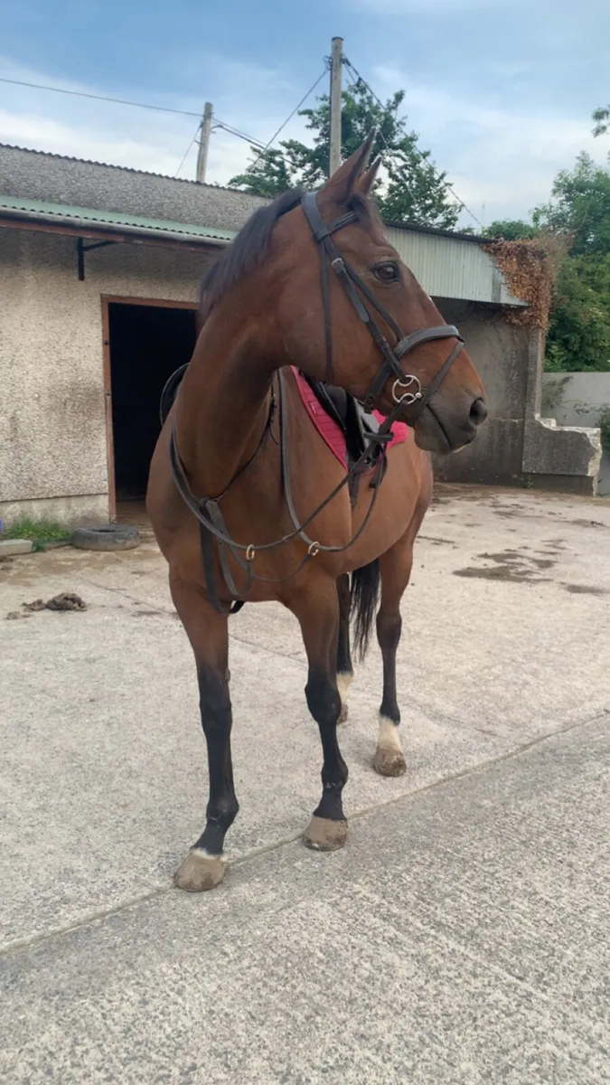 Horse - Image 3