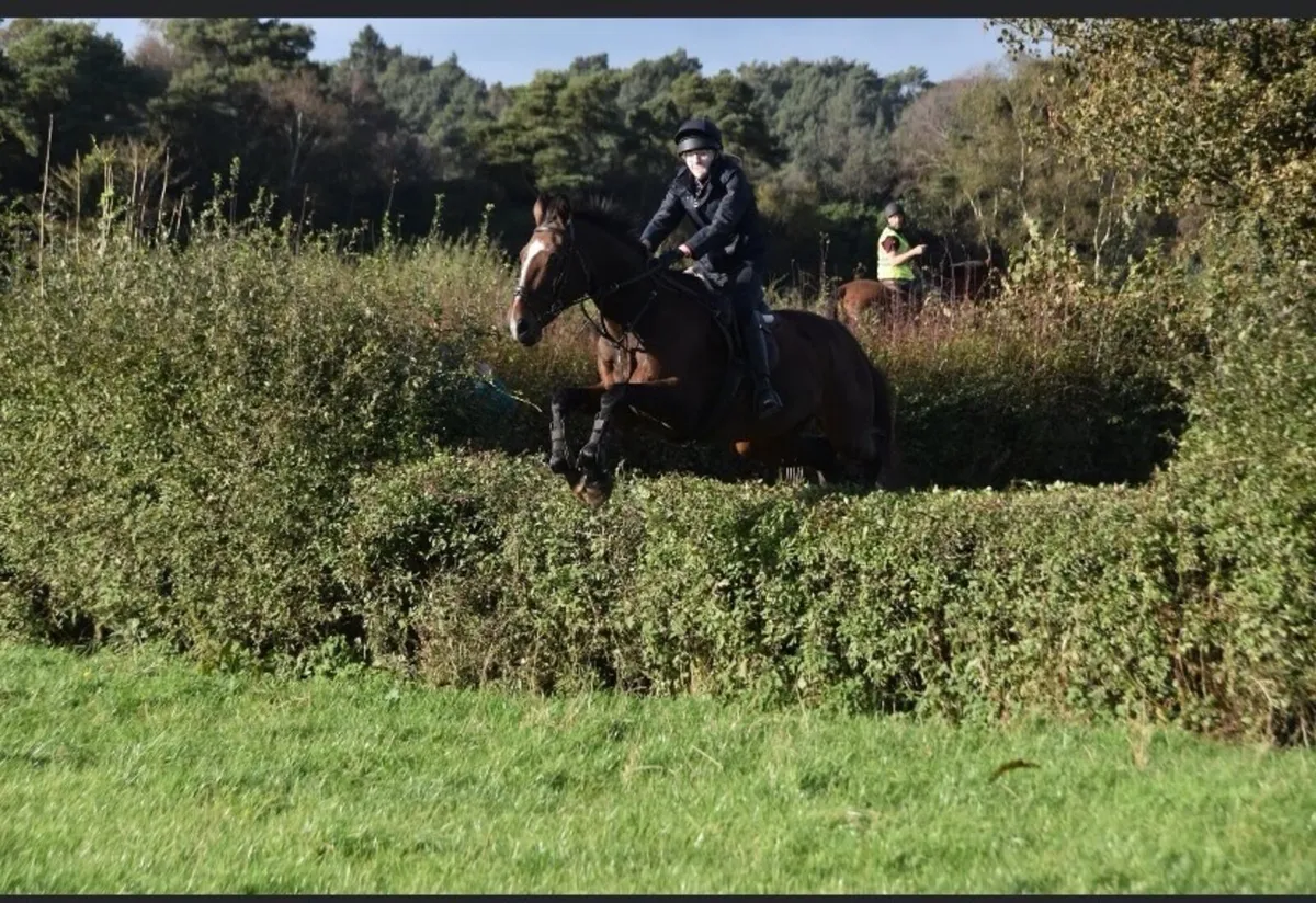 Horse - Image 4