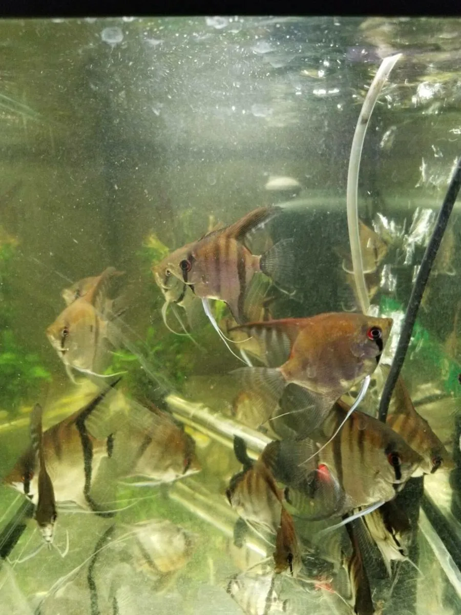 Fishes - Image 1
