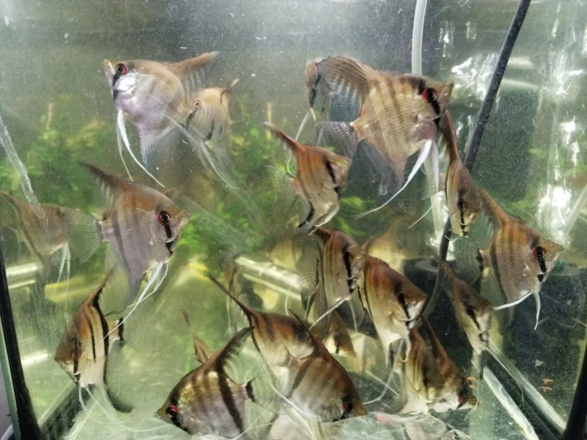Fishes - Image 2