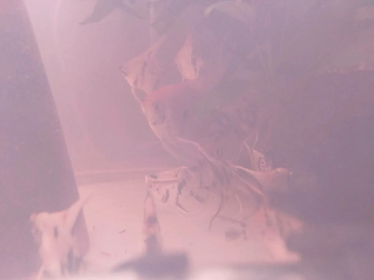 Fishes - Image 3