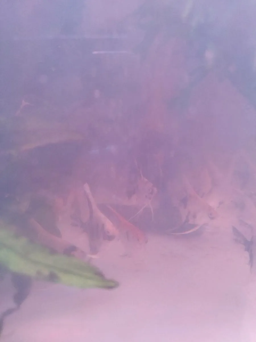 Fishes - Image 4