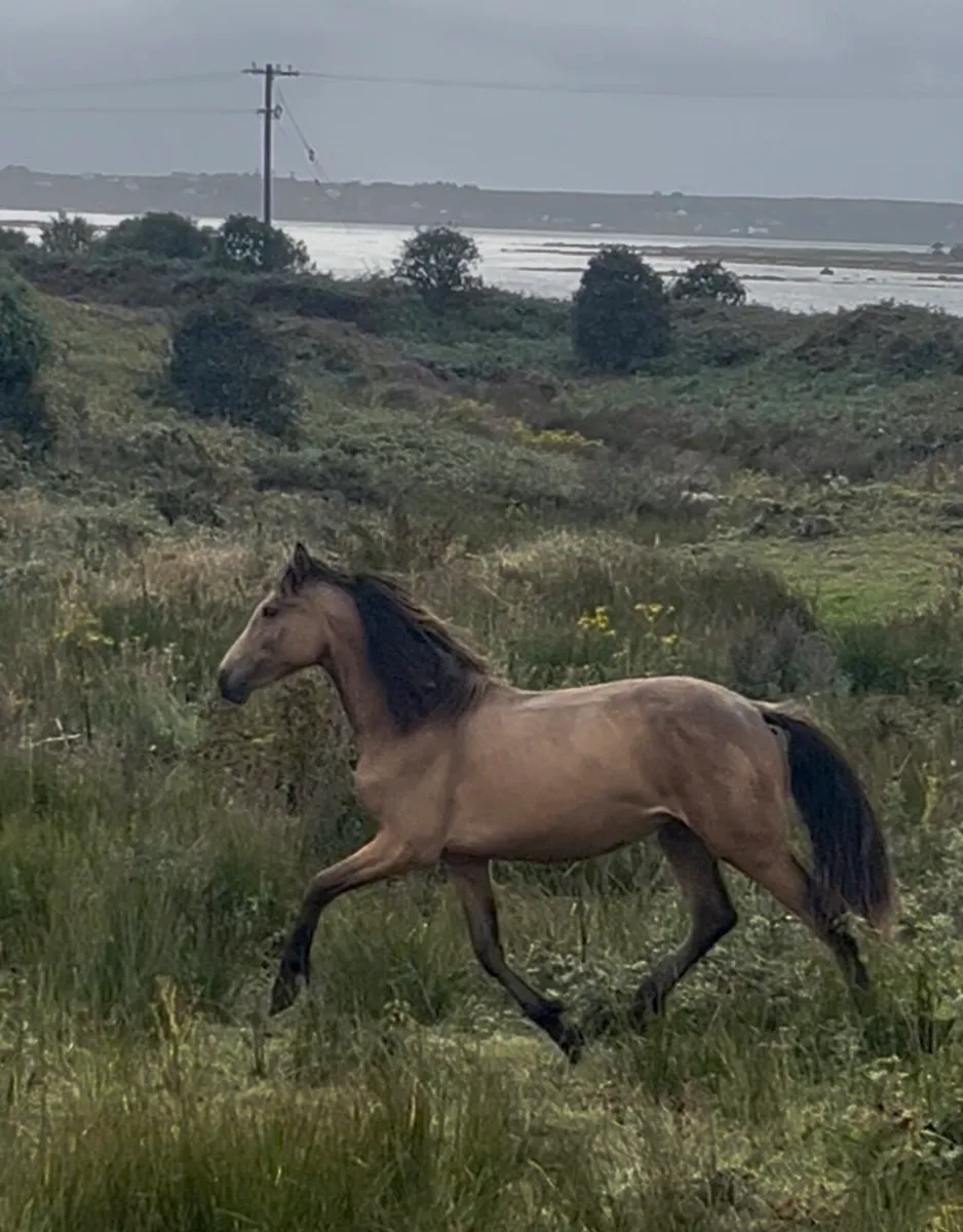 Connemara yearling filly - Image 1