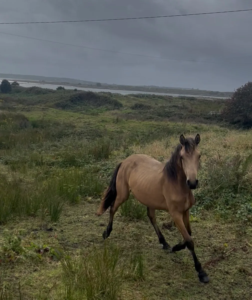 Connemara yearling filly - Image 2