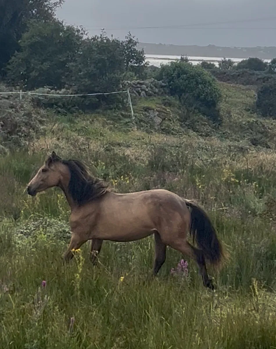 Connemara yearling filly - Image 3