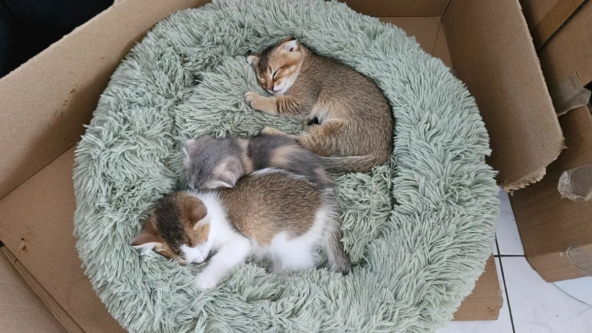 2 Month Old Kittens For Sale - Image 3