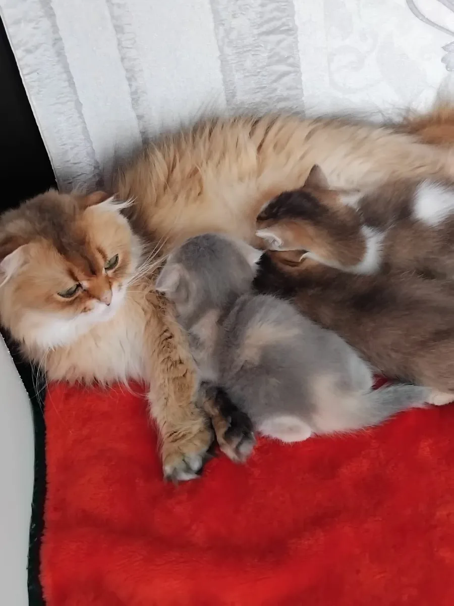 2 Month Old Kittens For Sale - Image 4