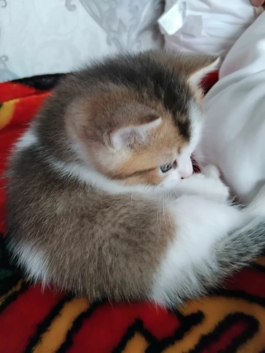 2 Month Old Male Kitten For Sale - Image 3
